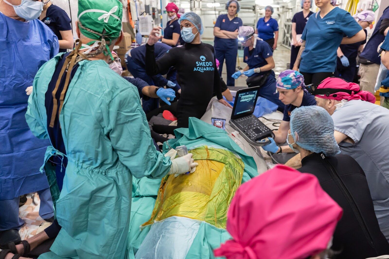 Whale, that’s a first! Shedd Aquarium makes waves with historic beluga surgery2